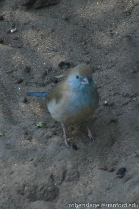 cordon-bleu